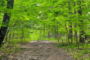 Bilde av Flautangen - Stien mot neset